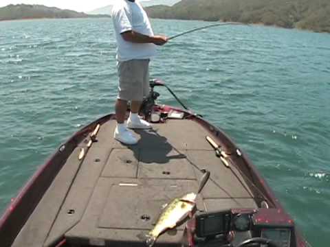 Bass fishing lunker punker swim baits