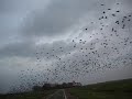 zwerm vogels zwerm vogels