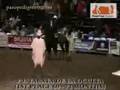 Paso fino nacional 2007 troche galope yeguas