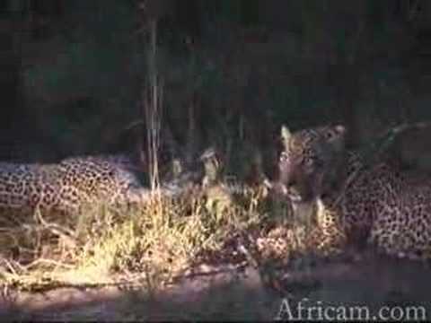 LEOPARD FIGHT