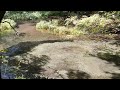 柿田川最上流部での鮎の群れ②