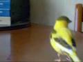 My Canary Freddy Misses Franco