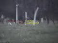 LARGE WILD BUCK WHITETAILS FIGHT TO AN END FOR DOMINANCE