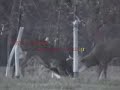 LARGE WILD BUCK WHITETAILS FIGHT TO AN END FOR DOMINANCE