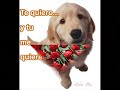 Zacarias Ferreira Te amo
