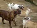 Filhotes de Buldogue Campeiro