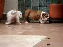 English-Bulldog-Pupp