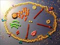Phagocytosis the Classical (Edible) Model