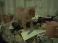 shakira-kitty.html