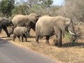 Krugerpark Elephants