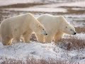 Lords of the Arctic - Polar Bears of Northern Canada Lords of the Arctic - Polar Bears of Northern Canada
