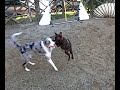 Alphy e Kendra, due cuccioli molto vivaci ;-P