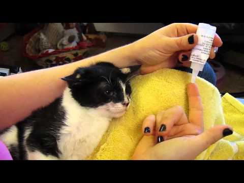 how to treat ringworm in cats