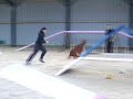 Phoebe agility round one Phoebe agility round one