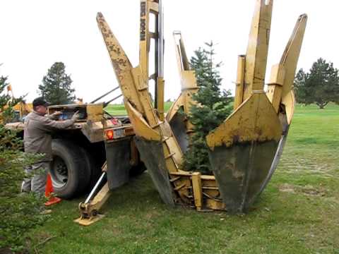 how to replant a small pine tree