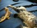 Cat playing with Bearded Dragon
