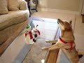 Singing Jingle Bells