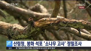 산림청, 봉화 석포 '소나무 고사' 정밀조사