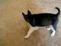 My Siberian Husky Killing Clifford the Red Dog