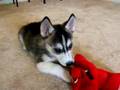 My Siberian Husky Killing Clifford the Red Dog