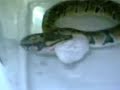 il serpente che mangia il serpente che mangia