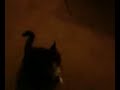 Video-0002.mpeg