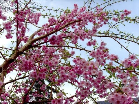 how to replant a weeping cherry tree