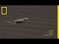 Adder vs. Lizard