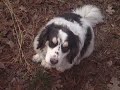 Meet BoBo
