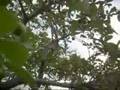 ZIRANDARO- VIOLIN DE JUAN REYNOSO,TIERRA CALIENTE