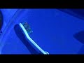 Toothbrush Song