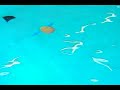 Waterwing