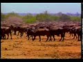 Luangwa Valley