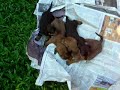 Filhotes Basset Dachshund