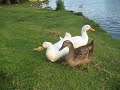 Boaz Wilde Peleg - Feeding with Ducks