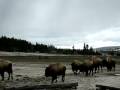 videos de Bison Crossing Yellowstone National Park