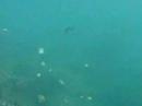 Mikadi Beach Resort, chasing small fish