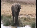 Leones en el Serengeti