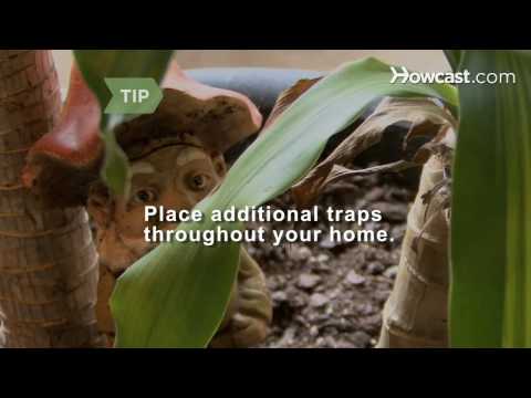 how to take care of a gnat infestation