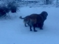 Caucasian Ovcharka puppy, Estrela Mountain Dogs & Dachshund-mix playin