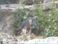 videos de Peregrine Falcon