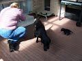 Pups Playing