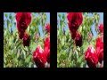 Wird's Sommer? - Summer's weird! (3D)