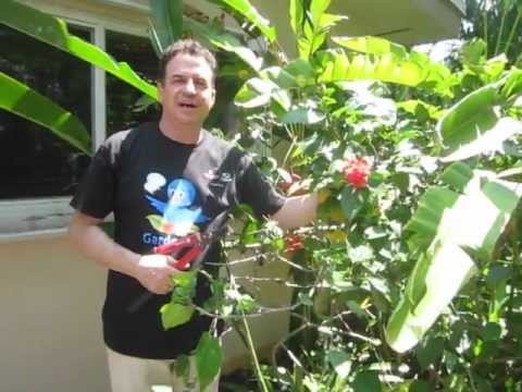how to replant heliconias