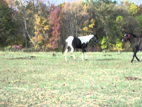 horses grand national horses grand national