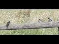 Jonge zwaluw doet vliegoefeningen en ontvangt beloning !