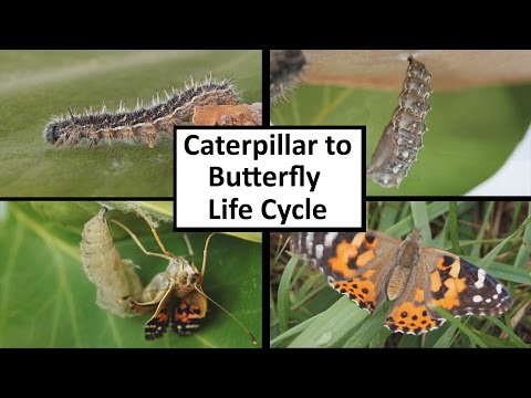Caterpillar to Butterfly Life Cycle