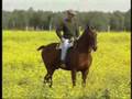 videos de TORIL DE GRAU CACHARPARI CON WIÑAY TAKIY