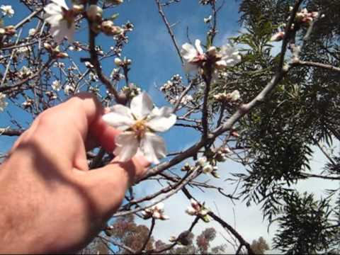 how to care almond tree