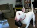 bull terrier 1 hucklebutt